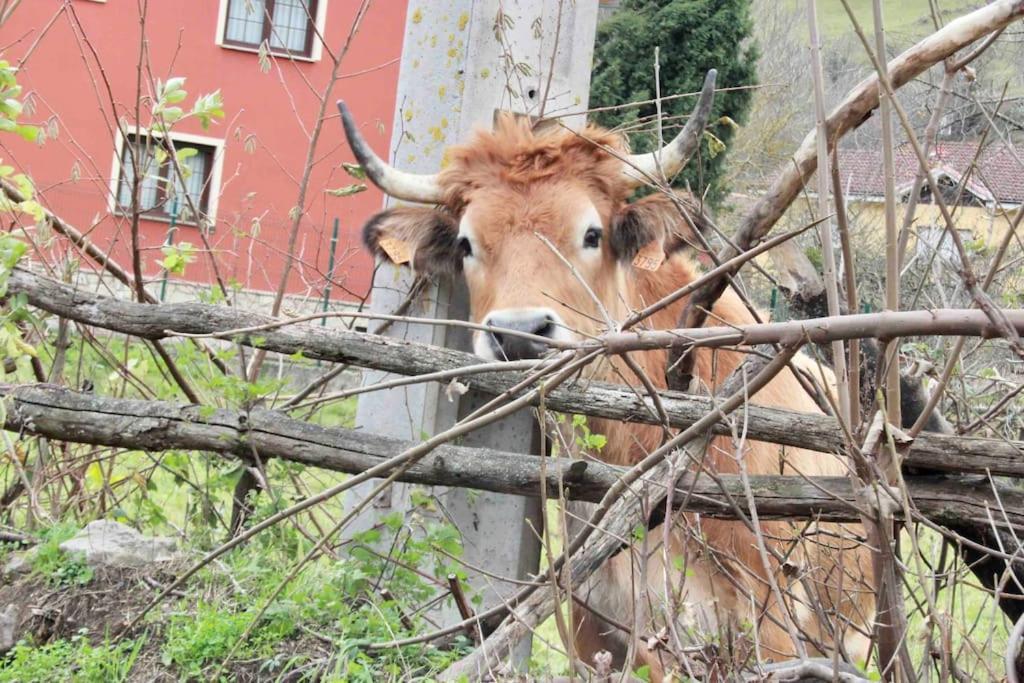 Apartamento El Picu Collanzo Dış mekan fotoğraf